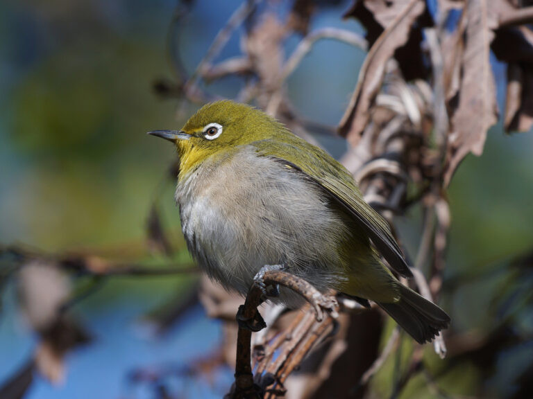 野鳥画像　メジロ