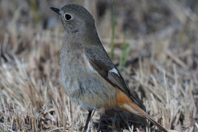 野鳥画像　ジョウビタキ