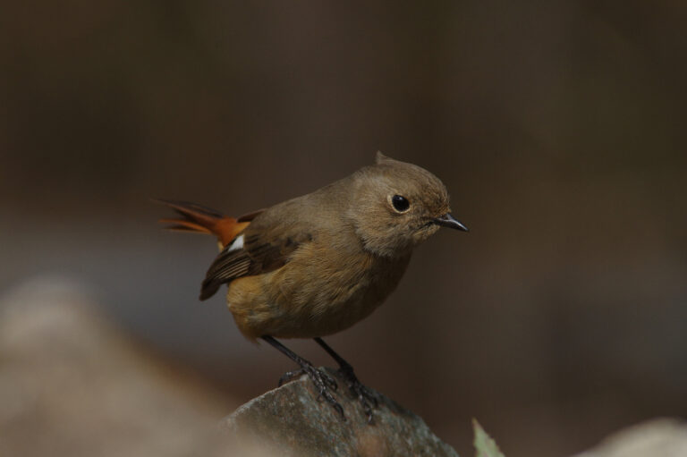 野鳥画像　ジョウビタキ