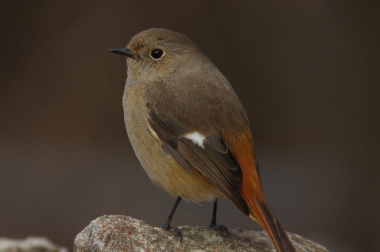 野鳥画像　ジョウビタキ