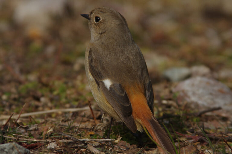 野鳥画像　ジョウビタキ