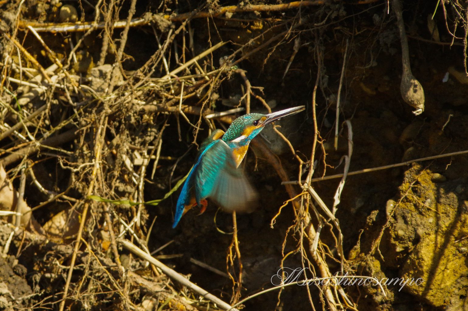 AFボーグ BORG67FLで撮影した野鳥・カワセミの写真画像