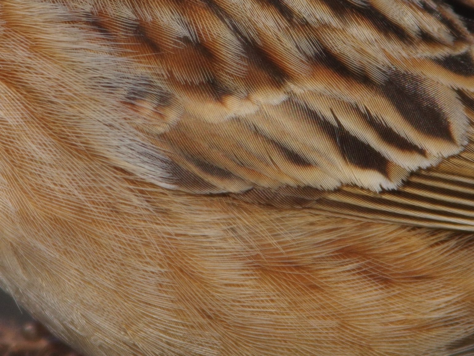 AFボーグ BORG90FLで撮影した野鳥・ホオジロの写真画像