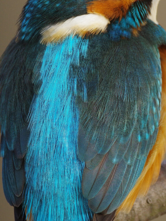カワセミ