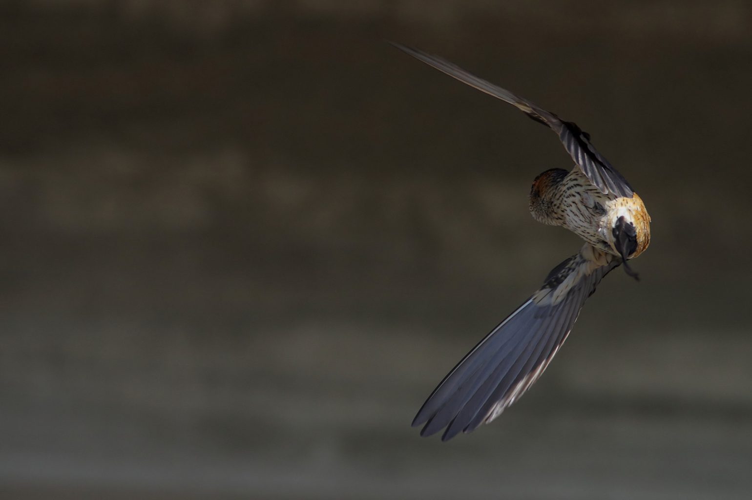 AFボーグ BORG71FLで撮影した野鳥・コシアカツバメの飛翔シーン写真画像