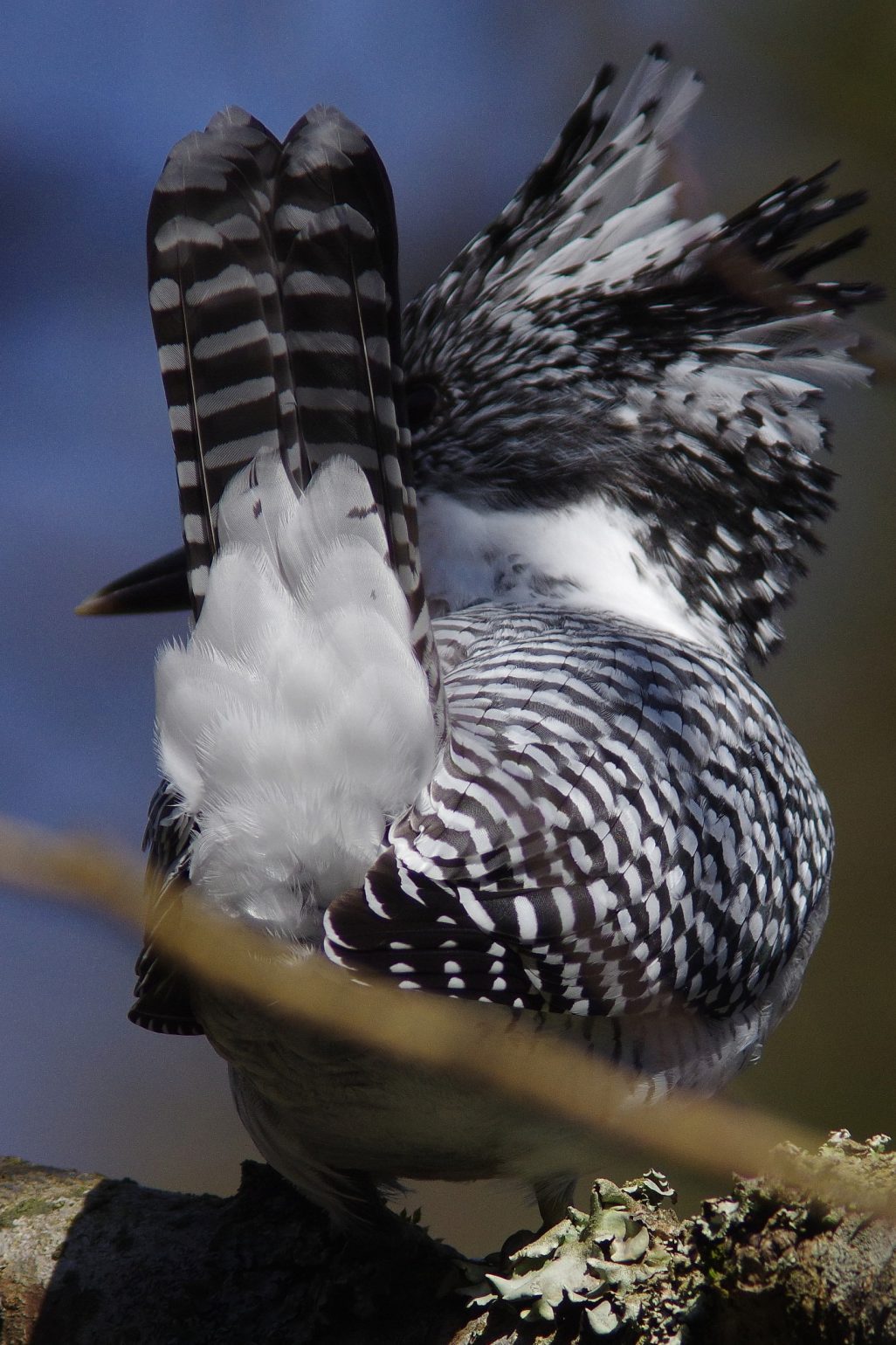 BORGで撮影した野鳥・ヤマセミの写真画像