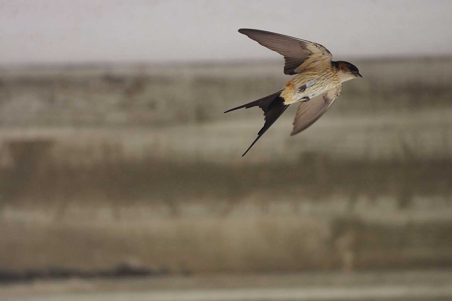 AFボーグ BORG90FLで撮影した野鳥・コシアカツバメの写真画像