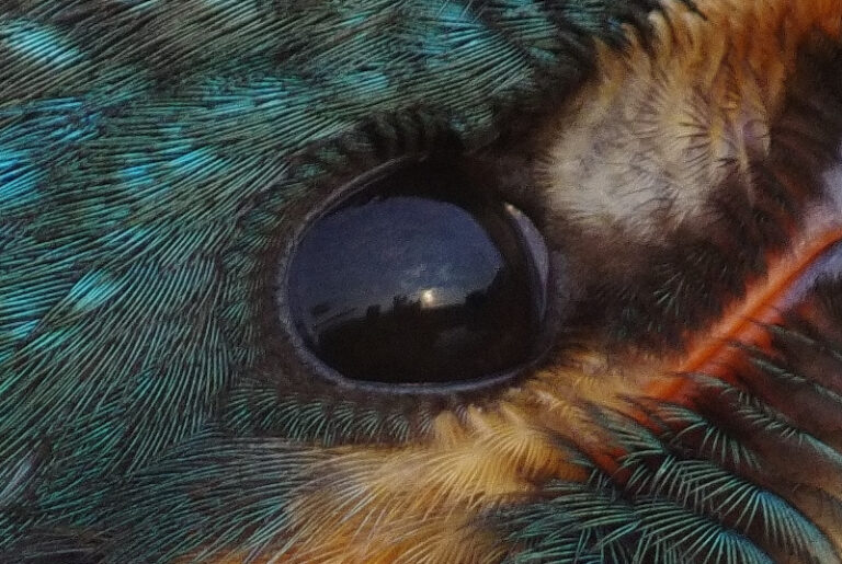 カワセミ