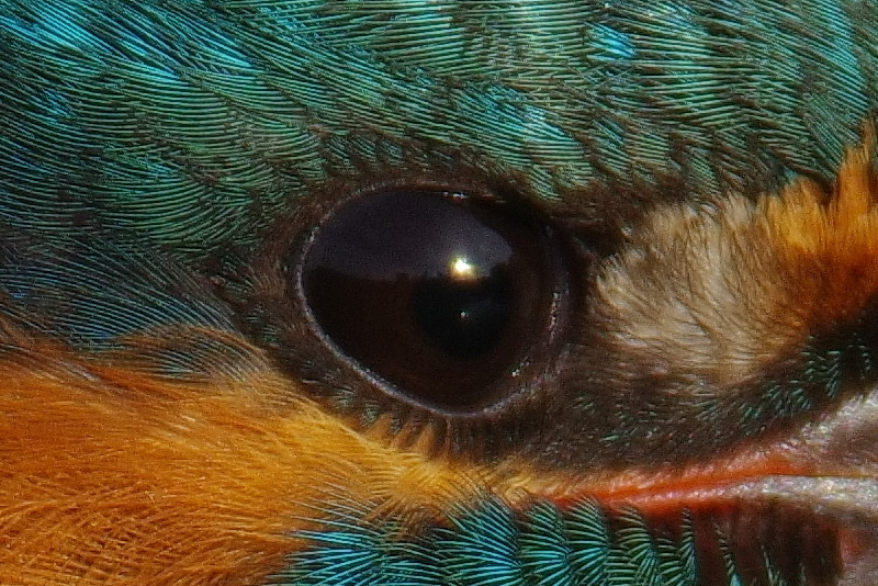 BORGで撮影した野鳥・カワセミの高解像写真画像