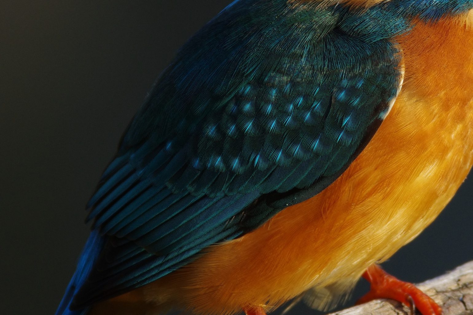 BORGで撮影した野鳥・カワセミの超高解像写真画像