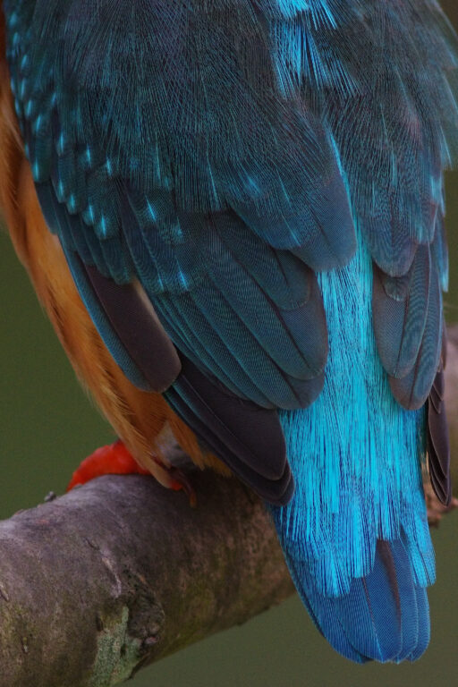 カワセミ