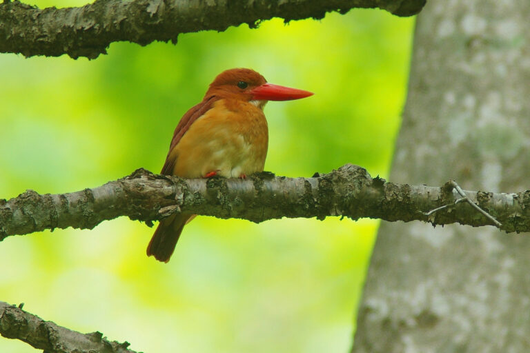 アカショウビン