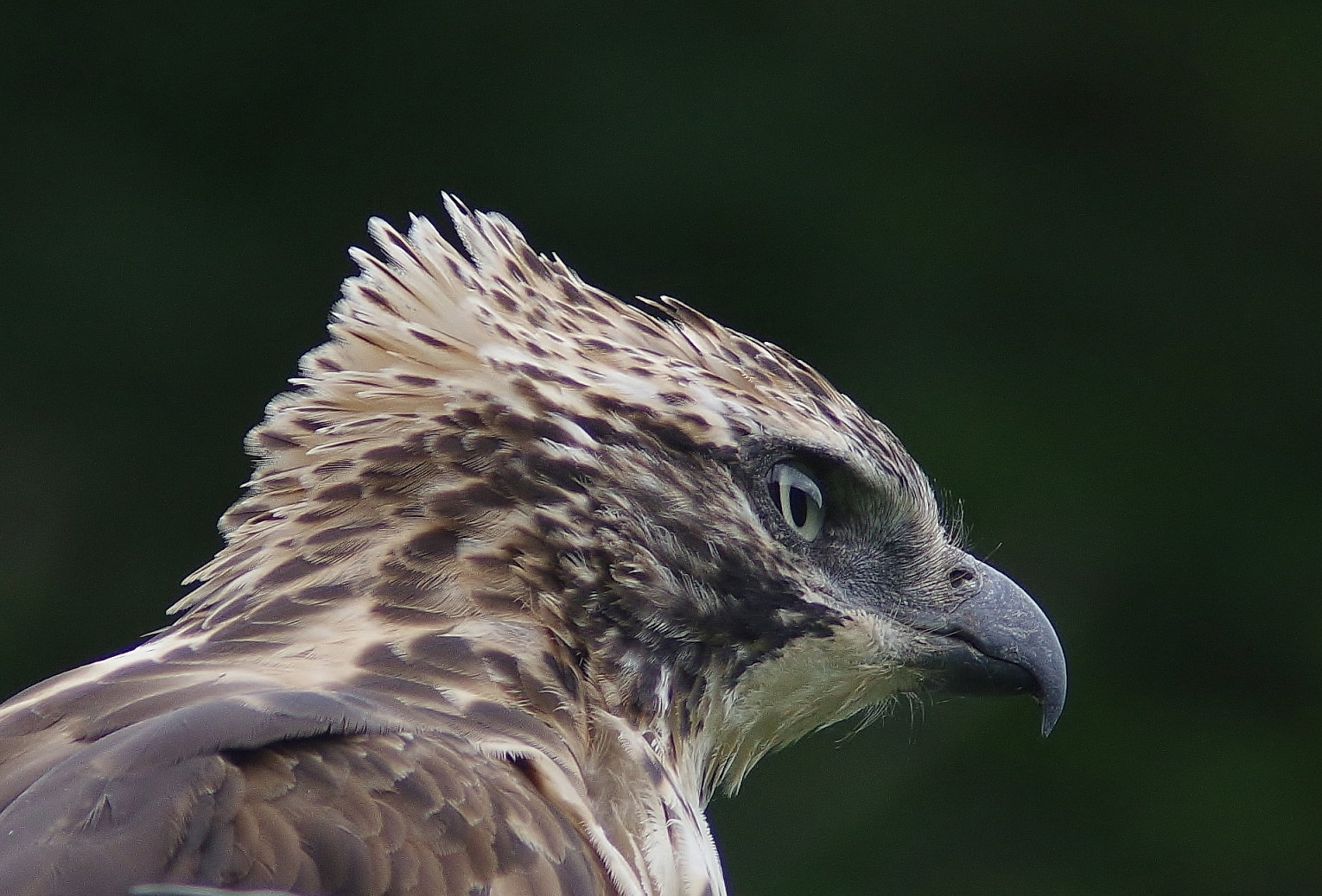 AFボーグ BORG90FLで撮影した野鳥・クマタカの写真画像