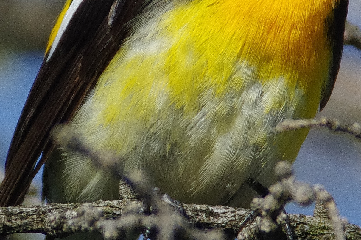 AFボーグ67FLで撮影したキビタキの野鳥写真画像