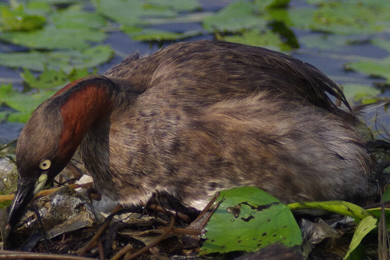 カイツブリ