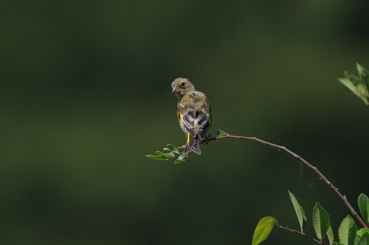 笠井トレーディング　BLANCA-70ED　直焦点撮影　カワラヒワの野鳥写真画像