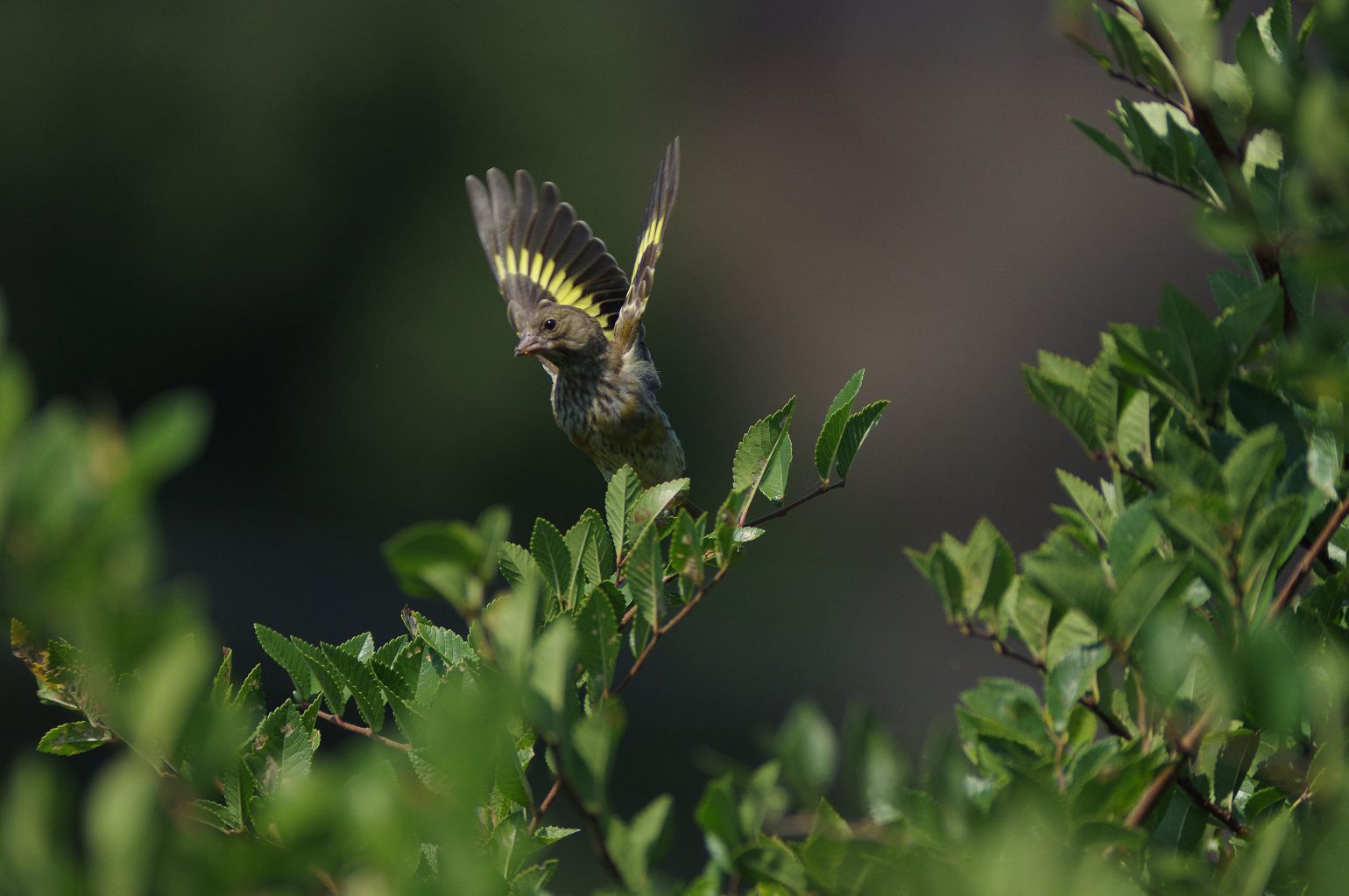 笠井トレーディング　BLANCA-70ED　直焦点撮影　カワラヒワの野鳥写真画像
