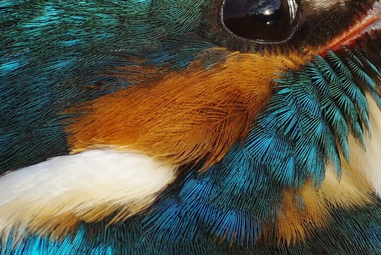 カワセミ