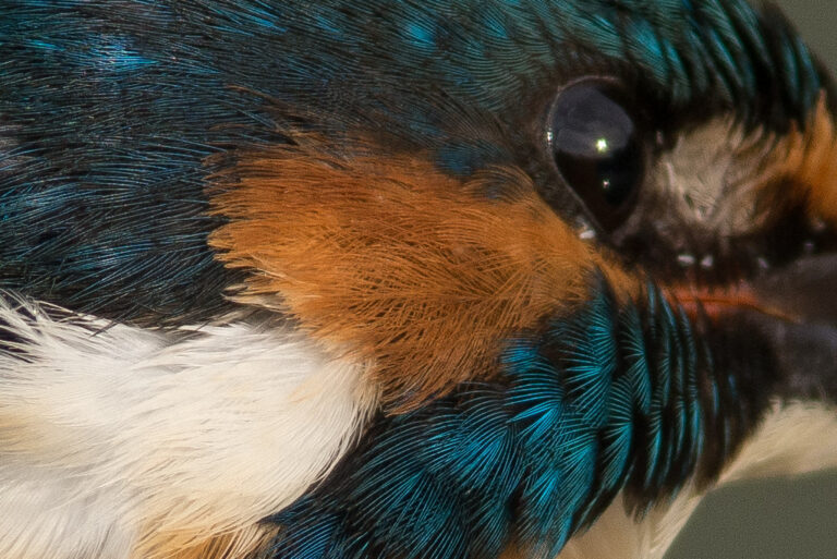 カワセミ