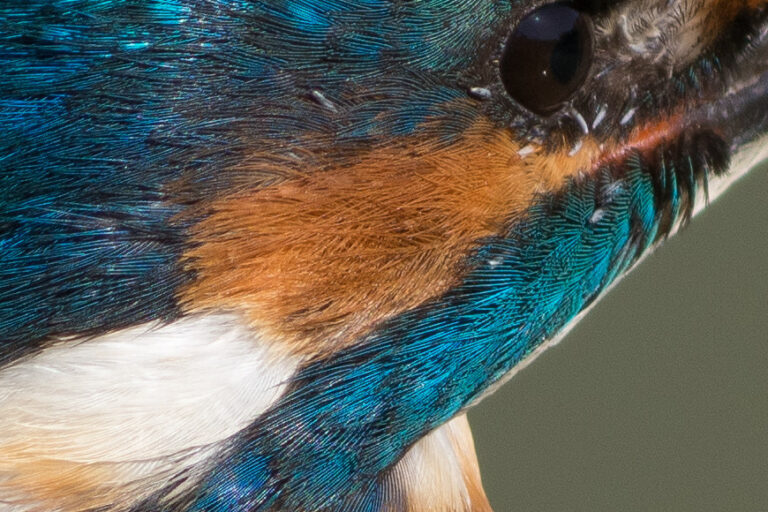 カワセミ