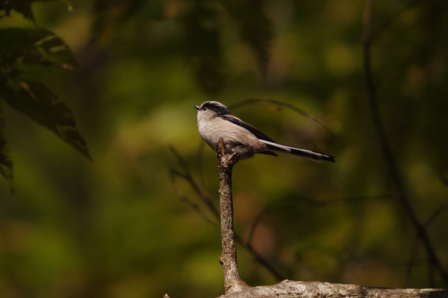 AFボーグ BORG90FLで撮影した野鳥・エナガの写真画像
