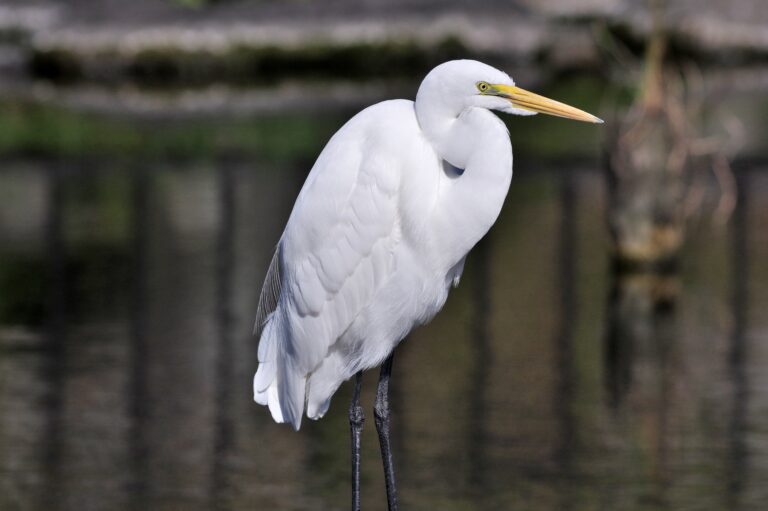 チュウサギ