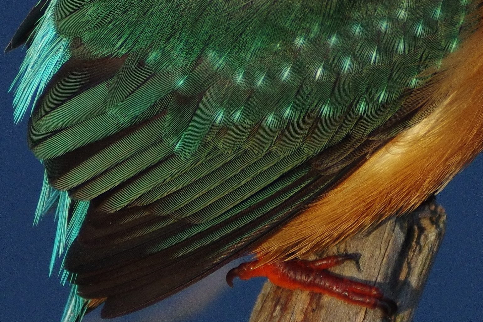 BLANCA-70EDで撮影した野鳥・カワセミの写真画像