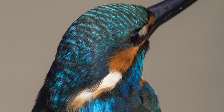カワセミ