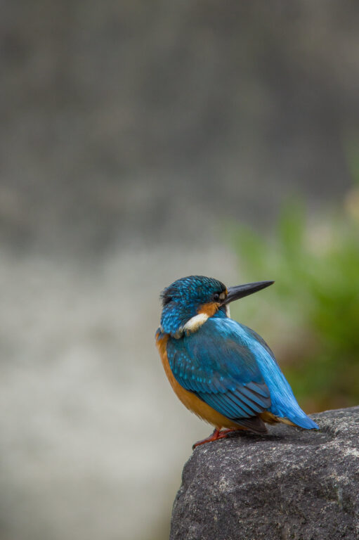 カワセミ