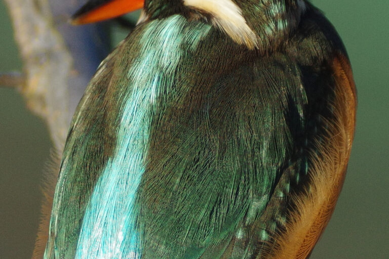 カワセミ