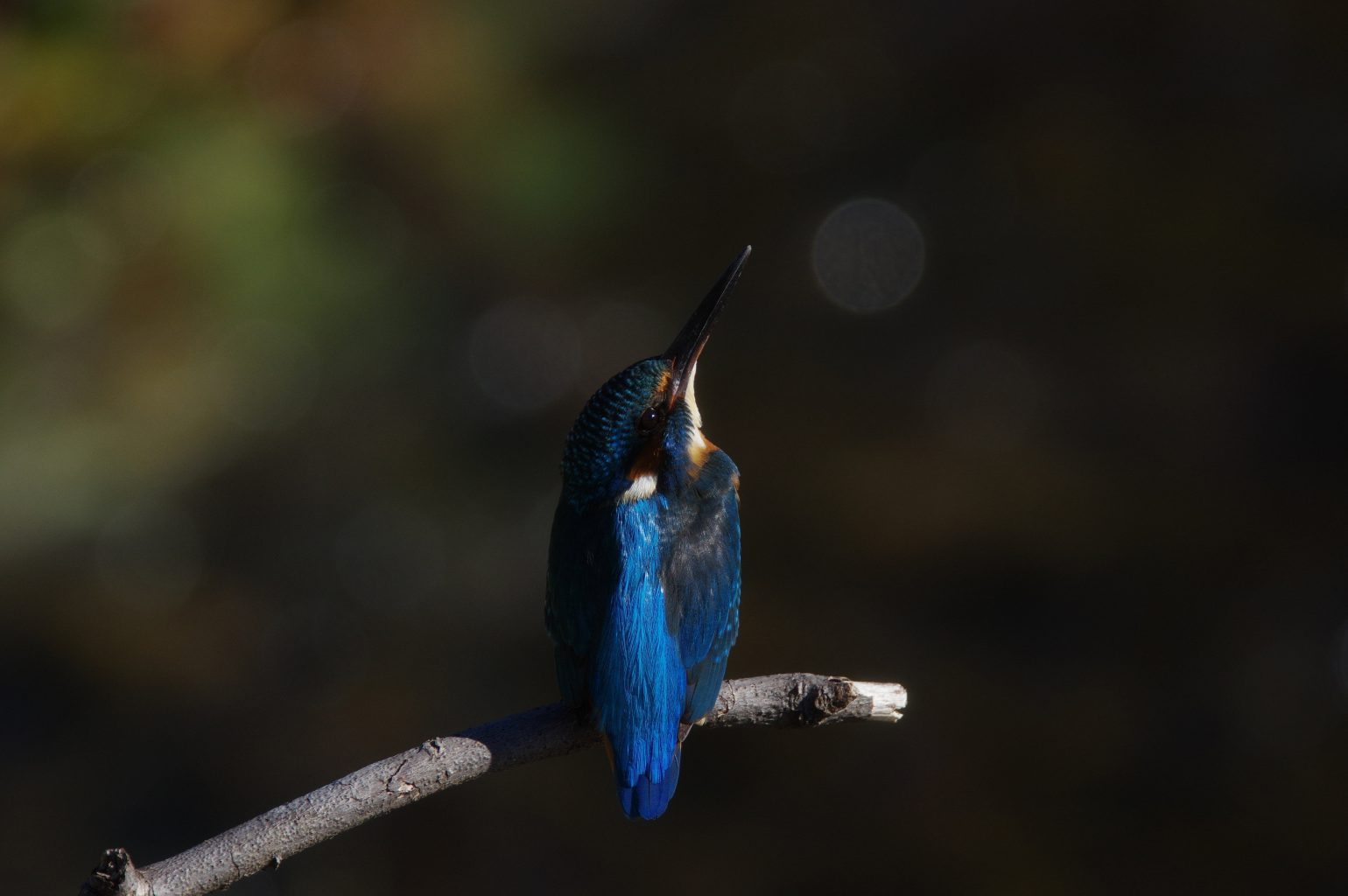 AFボーグ BORG71FLで撮影した野鳥・カワセミの写真画像