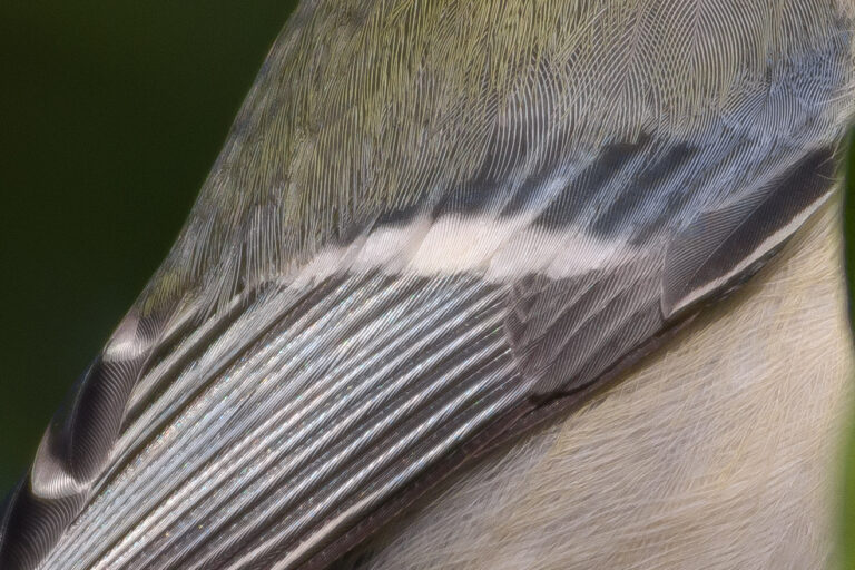 シジュウカラ