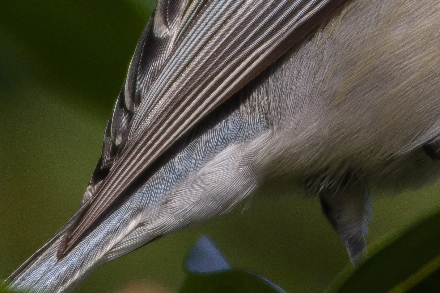 AFボーグ BORG90FLで撮影した野鳥・シジュウカラの高解像写真画像