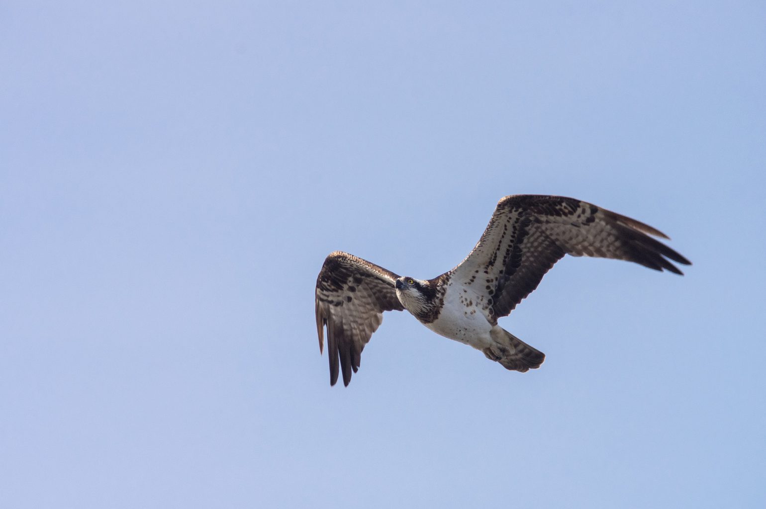 AFボーグ BORG71FLで撮影した野鳥・ミサゴの写真画像
