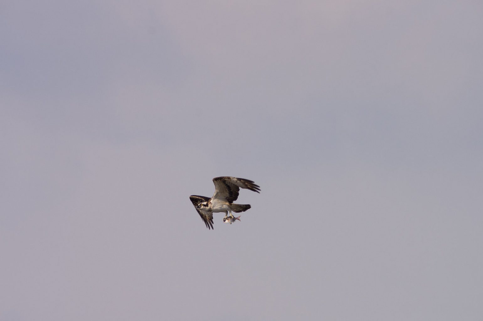 AFボーグ BORG71FLで撮影した野鳥・ミサゴの写真画像
