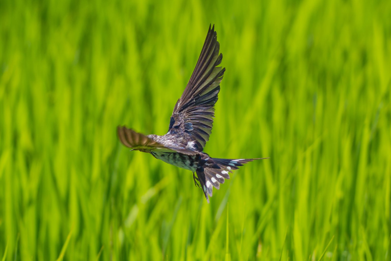 BORG71FLで撮影した野鳥・ツバメの飛翔写真画像