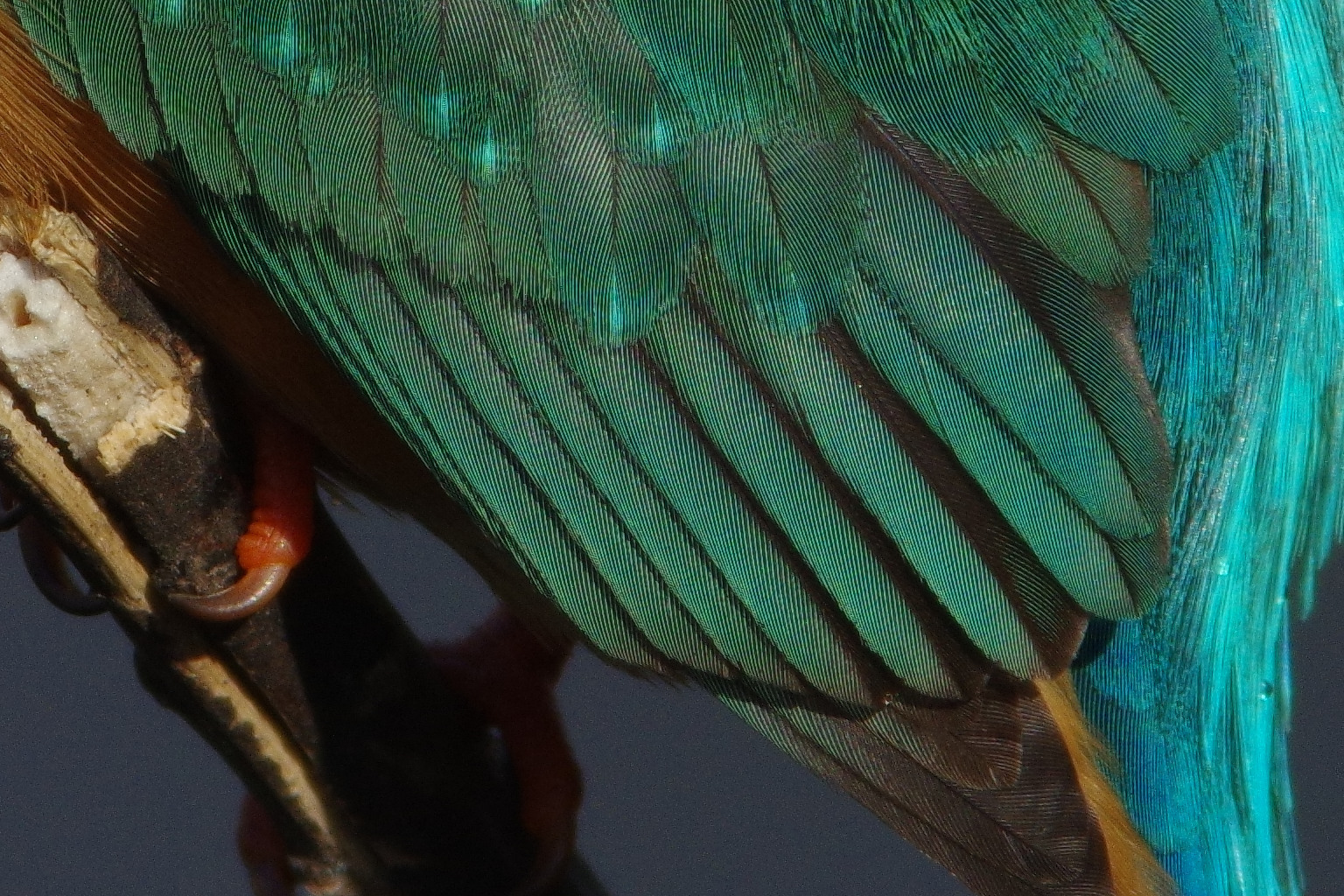 BORGで撮影した野鳥・カワセミの写真画像