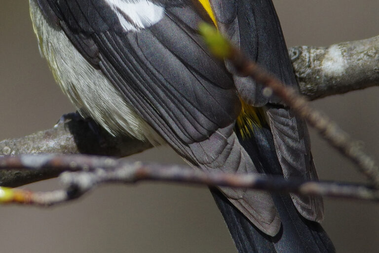 野鳥画像