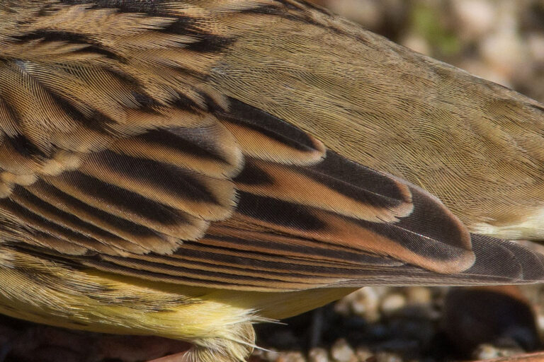 野鳥画像