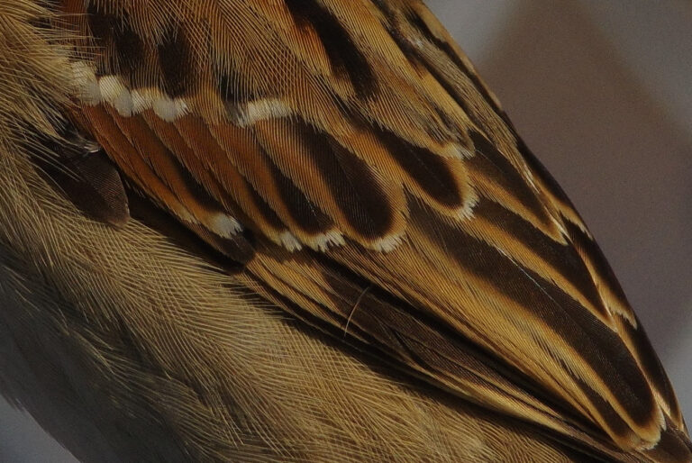 野鳥画像