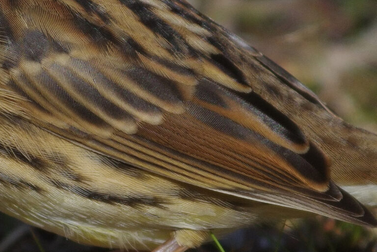 野鳥画像