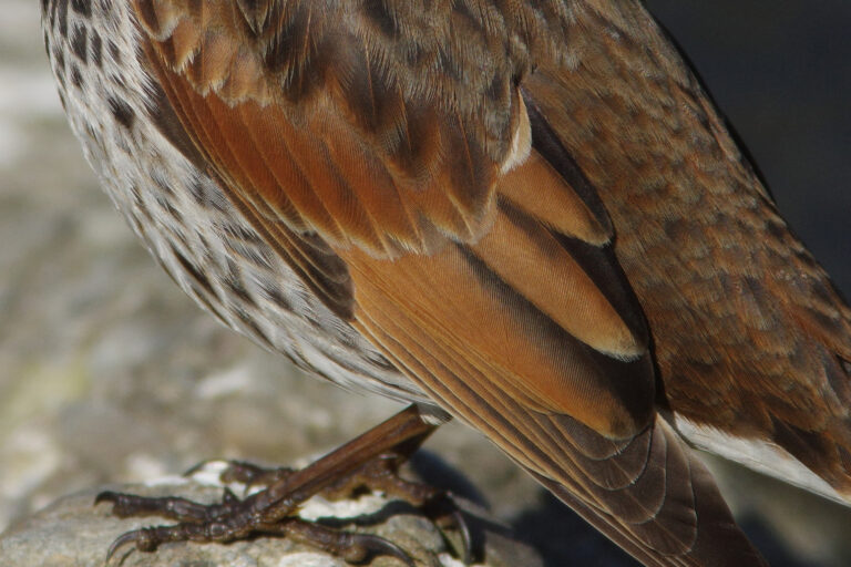 野鳥画像