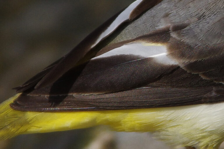 野鳥画像