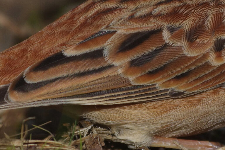 野鳥画像