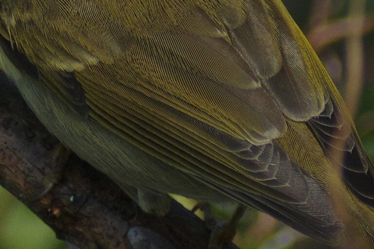 野鳥画像