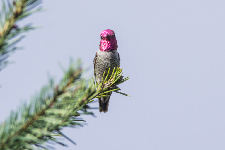 野鳥画像