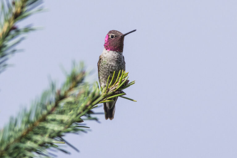 野鳥画像
