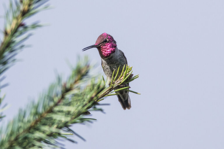 野鳥画像