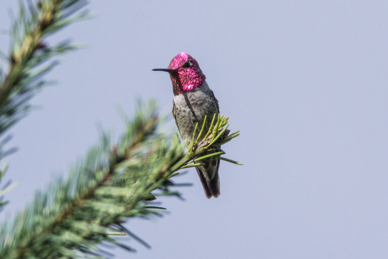野鳥画像