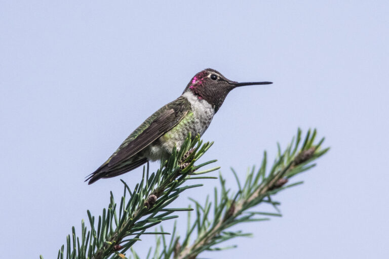 野鳥画像